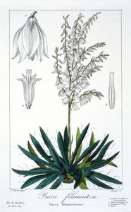 Yucca filamentosa, pub. 1836. av Panacre Bessa