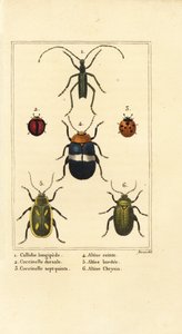 Callidium longipes 1, marihøner, Jauravia dorsalis 2, Coccinella septempunctata 3, loppebiller, Altica emarginata 4, Altica emarginata 5 og Altica chrysis 6 av Pancrace (after) Bessa