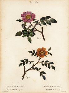Hunderose, Rosa canina, Rosier des Chiens 1, og småbladet søtbratt, Rosa sepium, Rosa agrestis, Rosier des Haies 2 av Pancrace (after) Bessa