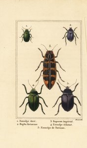 Dogbanebille, Chrysochus auratus 1, Hoplia argentea 2, banksia juvelbille, Cyrioides imperialis 3, Eumolpus fulgidus 4 og Eumolpus surinamensis 5