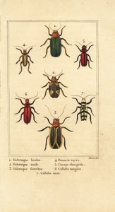 Bladbiller, Galeruca art 1, Aulacophora analis 2, Cyclotrypema furcata 3, Donacia vittata 4, flatbarkbille, Cucujus clavipes 5, Pyrrhidium sanguineum 6 og Chlorophorus varius 7 av Pancrace (after) Bessa