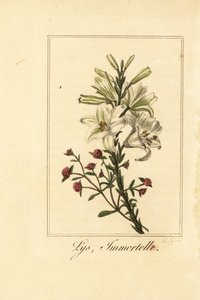 Lilje og rød evigvarende, Lys og udødelig, hvit lilje og blodig Helichrysum