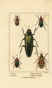 Myrbille, Elodes 1, Harpalus-bille 2, juvelbille, Buprestis 3, loppebille, Altica famelica 4, og rosenål, Cetonia-art 5 av Pancrace (after) Bessa
