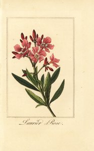 Oleander, Laurier rose, Nerium oleander