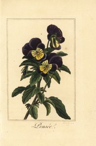 Stemorsblomst, pensee, Viola tricolor var. av Pancrace (after) Bessa
