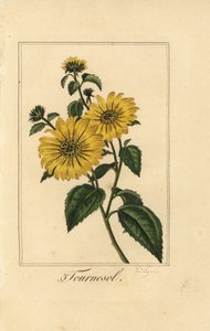 Solsikke, turnesol, Helianthus annuus av Pancrace (after) Bessa