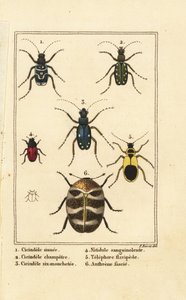 Tigerbiller, Cicindela sinuata 1, Cicindela campestris 2, Cicindela sexguttata 3, Nitidula bloodstained 4, variert teppebille, gulaktig telephore 5, Anthrenus verbasci 6