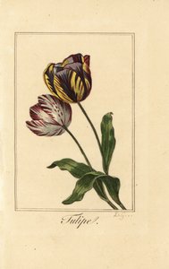 Varianter av tulipan, tulipan, Tulipa gesneriana