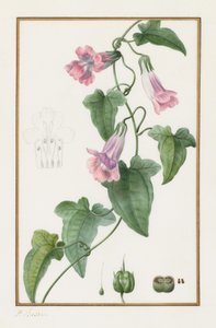 (Botanisk: Maurándia semperflorens) av Pancrace Bessa