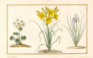 Annemone, Hemerocale og Iris (detalj) (grafitt, wc og kroppsfarge på vellum) av Pancrace Bessa
