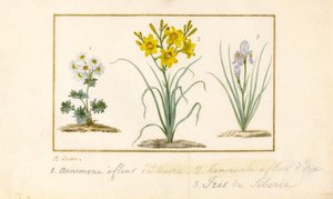 Annemone, Hemerocale og Iris (grafitt, wc og kroppsfarge på vellum) av Pancrace Bessa
