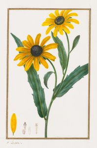 Svartøyde Susan, 1828-1835. av Pancrace Bessa