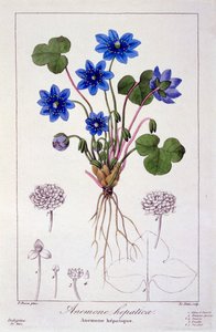 Hepatica nobilis, 1836 (håndfarget gravering)