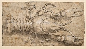 Kreps (recto) av Parmigianino