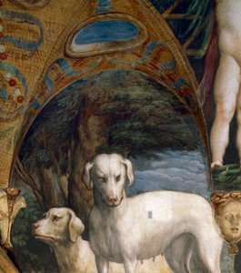 Hundepar, detalj fra Myth of Diana and Actaeon, av Francesco Mazzola kjent som Parmigianino (1503-1540), freskomaleri, nordsiden av Room of Diana and Actaeon, Rocca Sanvitale, Fontanellato, nær Parma, Italia, rundt 1524 av Parmigianino