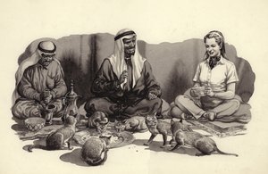 Ein arabischer Mann füttert seine Katzen