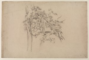 Study of a Tree, ca. 1885-87 (grafitt på papir) av Paul Cézanne