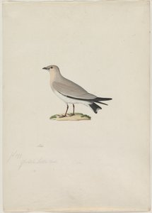 Liten Pratincole Glareola lactea, 1800-tallet. av Paul Huet