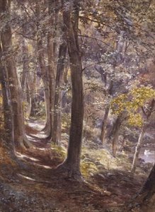 En Woodland Glade