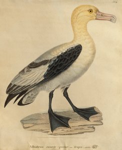 Albatross med kort hale (fargegravering)