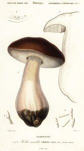 Cep, penny bun, porcino eller porcini sopp, Boletus edulis. ,1849 (gravering)