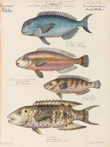 Naturhistorisk kurs, 1825-1826.