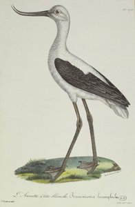 White-Headed Avocet, tidlig på 1800-tallet (fargegravering)