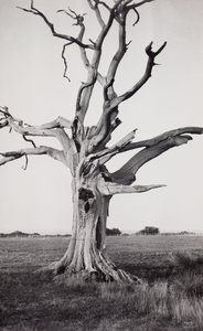  av Paul Nash