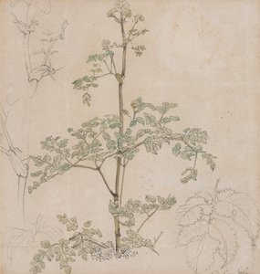 Studie av hundekjeks av Paul Sandby
