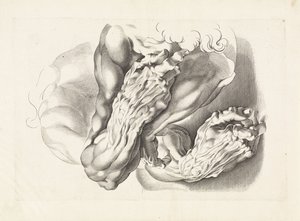 Anatomiske studier av armer Tegneboken til Peter Paul Rubens (serietittel) av Paulus Pontius