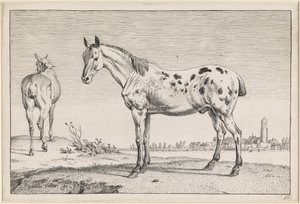  av Paulus Potter