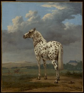 Den «piebalde» hesten av Paulus Potter