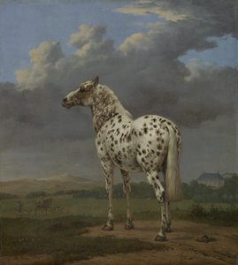 The "Piebald" Horse, ca. 1650-4 (olje på lerret) av Paulus Potter