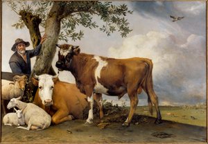 Den unge oksen En gjeter og hans storfe, belier, lam, ku og okse. Maleri av Paul Potter (1625-1654) 1647 Søn. 2,36x3,39 m Haag. Mauritshuis