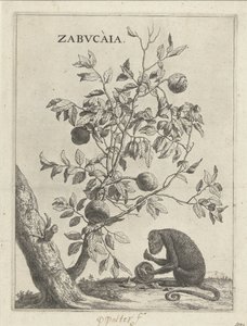 Zabucaiaboom en en aap Zabvcàia (tittel på objekt) av Paulus Potter