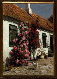 Klatreroser på gården av Peder Monsted