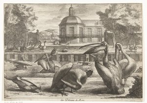 pelikaner des Pelicans de Mere (tittel på objekt) Fugler fra menasjeriet i Versailles (serietittel)