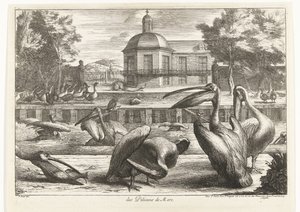 pelikaner des Pelicans de Mere (tittel på objekt) Fugler fra menasjeriet i Versailles (serietittel)