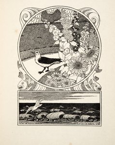 The Tame Seagull, fra A Hundred Anecdotes of Animals, pub. 1924 (gravering) av Percy J. Billingshurst