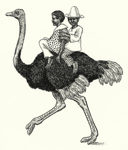 Strutsridning (litho)