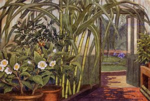 Sukkerrør, teplante og kaffeplante (farge litho)