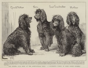 Kennelklubbutstillingen i Agricultural Hall, en vellykket familie av irske vann-spaniels av Percy Macquoid