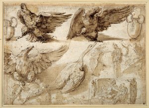 Studier av en ørn, en gås, en kanne, en krukke og av menneskelige figurer inkludert to for en Rape of Lucretia (penn og brunt blekk med brun vask på hvitt trådlagt papir) av Perino del Vaga
