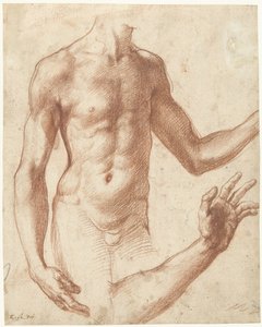 Studie av en torso Studie av en ung manns overkropp av Perino del Vaga