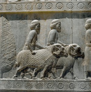 Sogdians bringer gaver til Dareios I. Relieffer av den østlige trappen til Apadana, 600-tallet f.Kr av Persian School