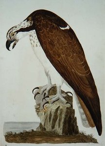 The Bald Buzzard, plate fra 