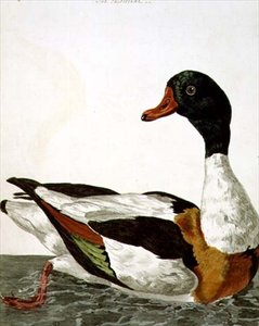 The Common Shelduck fra 