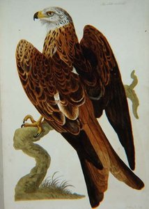 Dragen (Milvus milvus) eller Glead, plate fra 