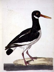 The Sea Pie or Oystercatcher (Haematopus ostralegus) plate fra 