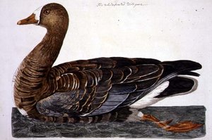 The White-Fronted Goose (Anser albifrons) plate fra 